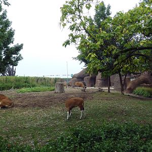 Red Rocks - Banteng + Sarus Crane Exhibit