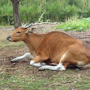 Red Rocks - Banteng