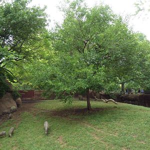 Red Rocks - Babirusa Exhibit #1
