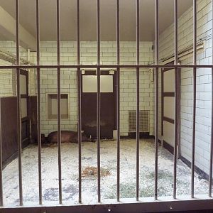 Red Rocks - Babirusa Stall