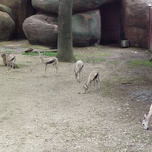 Red Rocks - Speke's Gazelle Exhibit #1