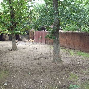 Red Rocks - Soemmerring's Gazelle Exhibit