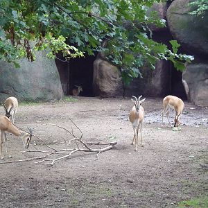 Red Rocks - Soemmerring's Gazelles