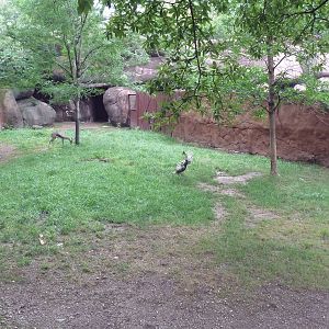 Red Rocks - Speke's Gazelle Exhibit #2