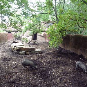 Red Rocks - Visayan Warty Pig Exhibit