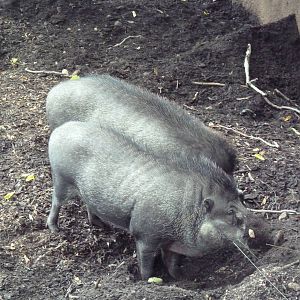Red Rocks - Visayan Warty Pigs