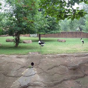 Red Rocks - Lesser Kudu + Saddle-Billed Stork Exhibit