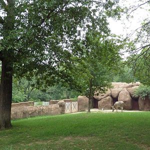 Red Rocks - Somali Wild Ass Exhibit #1