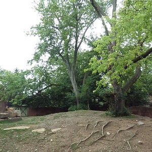 Red Rocks - Transcaspian Urial Exhibit