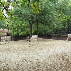Red Rocks - Somali Wild Ass Exhibit #2