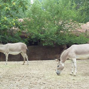 Red Rocks - Somali Wild Ass