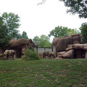 Red Rocks - Sichuan Takin/Chinese Goral Exhibit
