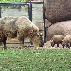 Red Rocks - Sichuan Takin