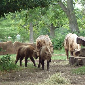 Red Rocks - Sichuan Takin