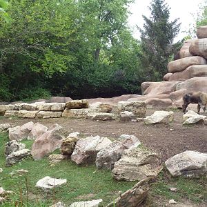 Red Rocks - Sichuan Takin/Indian Muntjac Exhibit