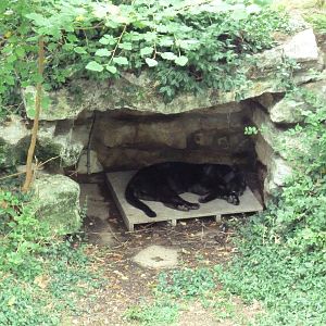 Big Cat Country - Jaguar