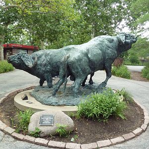 Cape Buffalo Sculpture