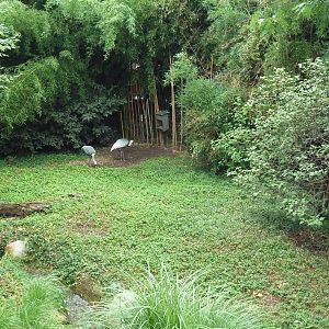 Bird Garden - White-Naped Crane Exhibit