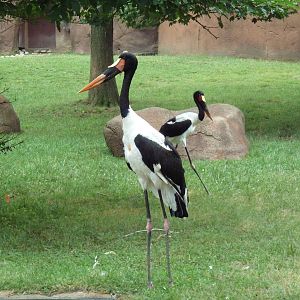 Red Rocks - Saddle-Billed Storks