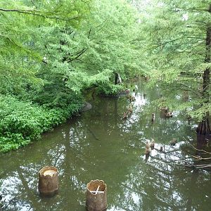 Cypress Swamp (1904 World's Fair Aviary)