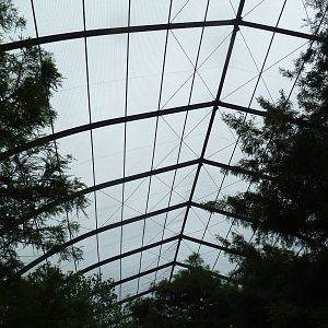 Cypress Swamp Roof (1904 World's Fair Aviary)