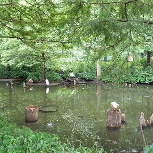 Cypress Swamp (1904 World's Fair Aviary)