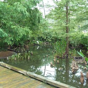 Cypress Swamp (1904 World's Fair Aviary)