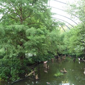 Cypress Swamp (1904 World's Fair Aviary)