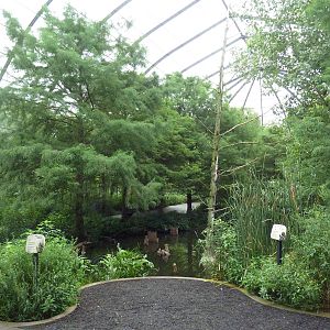 Cypress Swamp (1904 World's Fair Aviary)