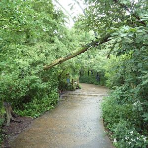 Cypress Swamp (1904 World's Fair Aviary)