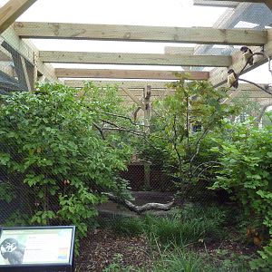 Spectacled Owl Exhibit