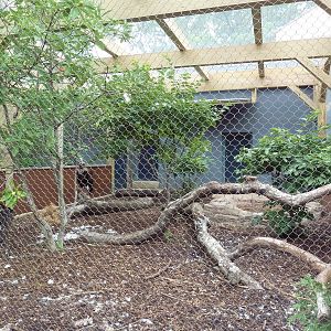 Cinereous Vulture Exhibit