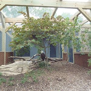 Bald Eagle Exhibit