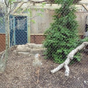 Red-Legged Seriema Exhibit
