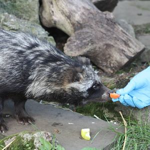 KeeperKatie tempting a Raccoon Dog, 17th August 2014