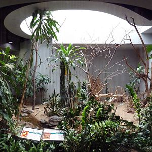 1930 Bird House - Superb Starling/Chestnut-Bellied Sandgrouse Exhibit