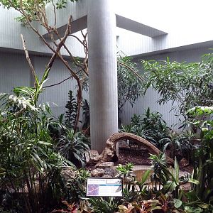 1930 Bird House - Golden-Breasted Starling Exhibit