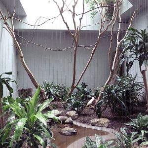 1930 Bird House - Bearded Barbet Exhibit