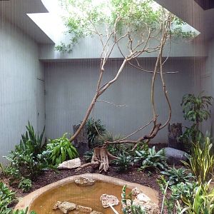 1930 Bird House - Guira Cuckoo Exhibit