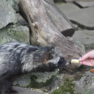 Maybe a piece of apple will work better, 17th August 2014