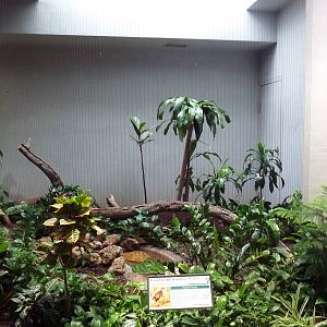 1930 Bird House - Luzon Bleeding Heart Dove Exhibit