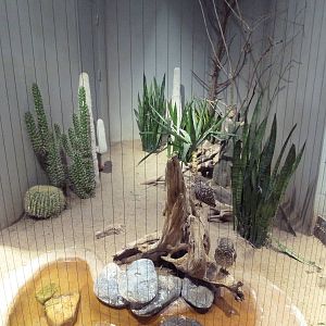 1930 Bird House - Burrowing Owl Exhibit