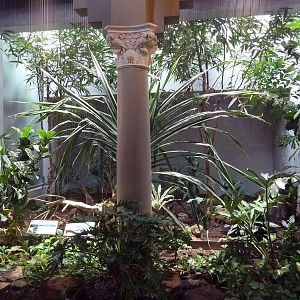 1930 Bird House - Black-Naped Fruit Dove + Saipan Golden White-Eye Exhibit