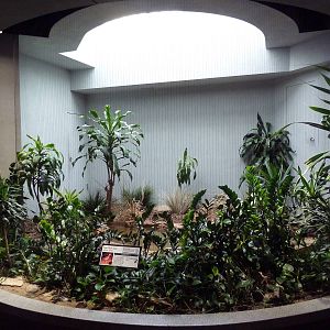 1930 Bird House - Cape Thick-Knee Exhibit