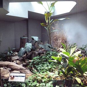 1930 Bird House - Buff-Crested Bustard Exhibit