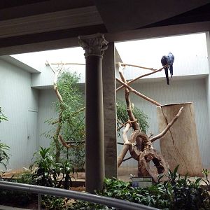 1930 Bird House - Hyacinth Macaw Exhibit