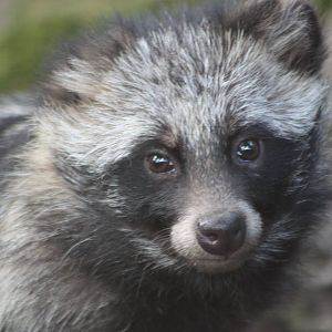 Female Raccoon Dog, 17th August 2014