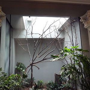 1930 Bird House - Bali Mynah Exhibit