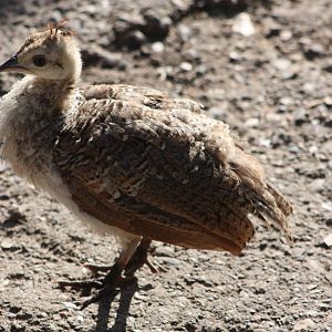Peafowl chick, 17th August 2014