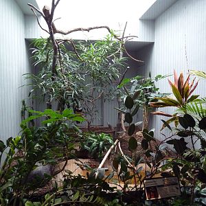 1930 Bird House - Spectacled Owl Exhibit